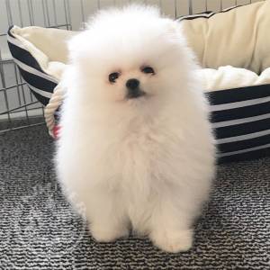 Pomeranian for sale 