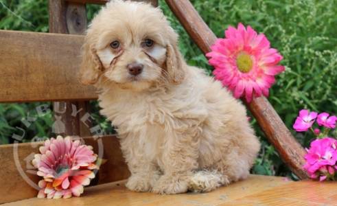 Butter Cookies Gorgeous * playful Golden CAVAPOO