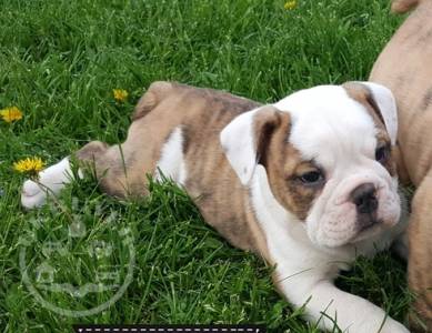 QUALITY, HEALTHY  English bulldog   puppies ready