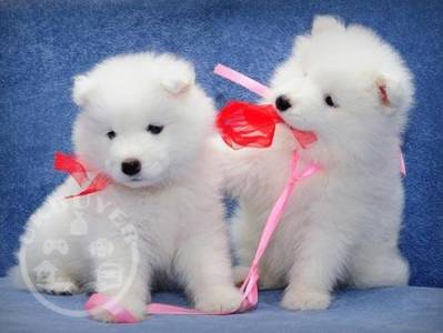 QUALITY, HEALTHY  samoyed   puppies ready