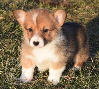 Corgi Pembroke Puppies.whatsapp me at: +447418348600