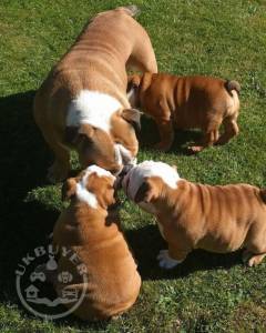 Beautiful ShRegistered English Bulldogs ..whatsapp me at: +447418348600