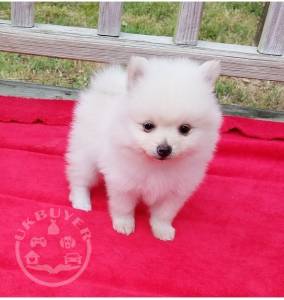 Boy & Girl Kc Pomeranians ..whatsapp me at: +447418348600