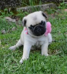 Pug Puppies Ready to go home...whatsapp me at: +447418348600