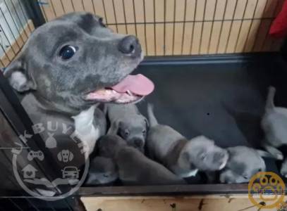 Blue Staffy Pups With Mum and Dad