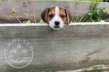 Beagle Puppies For Sale..