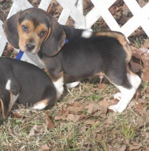 Beagle Puppies For Sale...