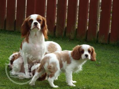 Beautiful Cavalier King Charles Puppies whatsapp us on 07448585283