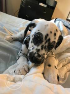 Beautiful Dalmatian Puppys whatsapp us on 07448585283