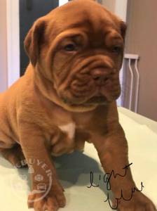 Beautiful Kc Dogue De Bordeaux Puppies whatsapp us on 07448585283