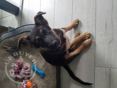 Beautiful German shepherd puppies whatsapp us on 07448585283