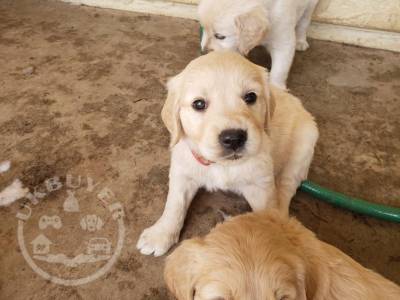 stunning kc Golden Retriever puppies whatsapp us 07448585283