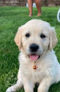 Golden retriever pups