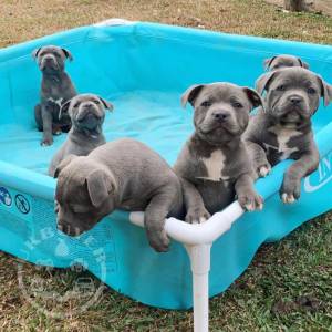 Chunky KC champion blue staffys Pups 