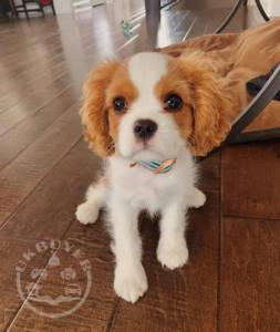  Beautiful Cavalier King Charles Spaniel Puppies