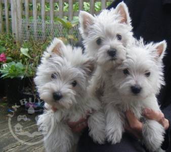 West Highland Terriers Puppies