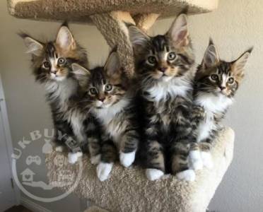 Available Maine Coon Kittens