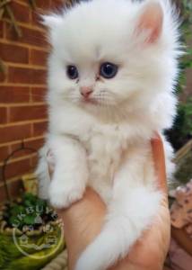 Cute Persian Kittens Currently Available