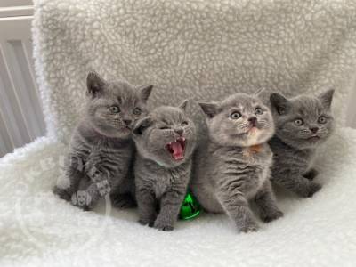 Amazing British Blue Shorthair kittens