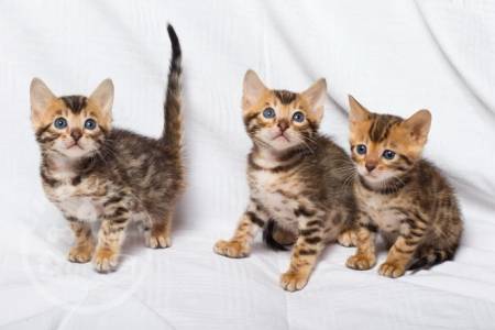 Bengal Kittens Available now