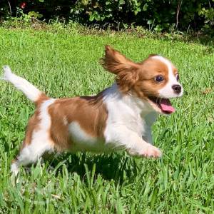 Adorable Kc-reg Cavalier King Charles Puppies