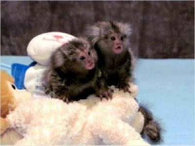 Google Approved Diaper Trained Capuchin & Marmoset