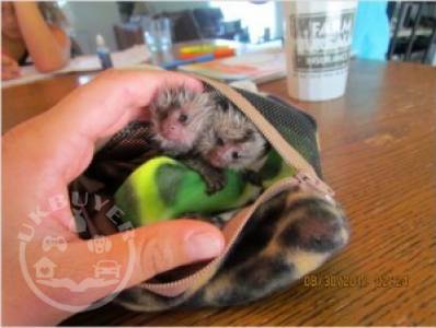 1 Google Diaper Trained Capuchin & Marmoset Monkey