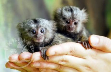 2233973-4570_marmoset1