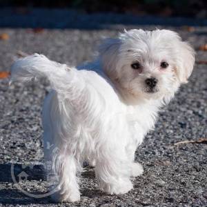 maltese