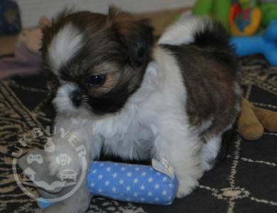 Gorgeous Male and Female Shih Tzu puppies