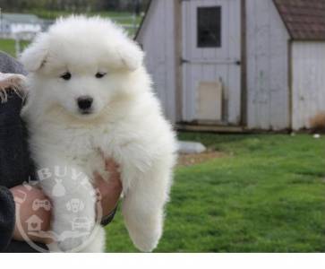 Adorable male and female Samoyed puppies