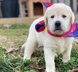 3/4 labrador  1/4 Blue eyes, black an