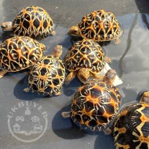 Radiated Tortoise