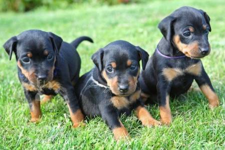 Doberman puppies available