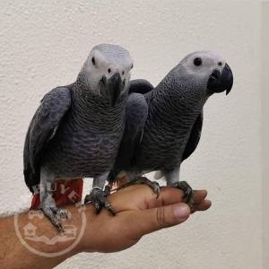 African Grey parrot.2