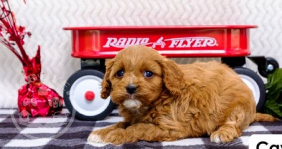 beautiful litter cavapoo Red and White Puppi