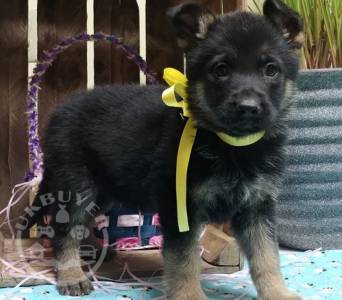 beautiful German shepherd  and White Puppi