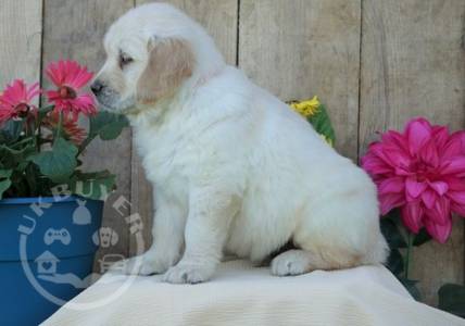 Gorgeous Golden Retriever puppies