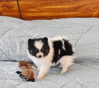 Gorgeous Golden pomeranian puppies ready now for sale