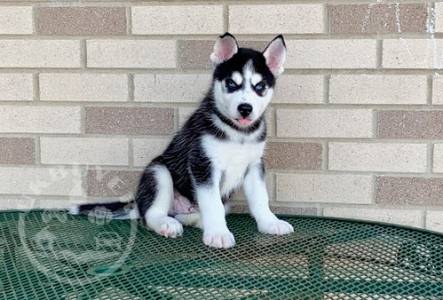 New litter of beautiful siberan husky ready now