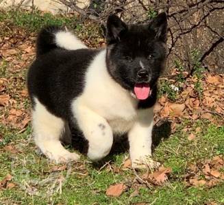 Gorgeous akita puppies playful puppies