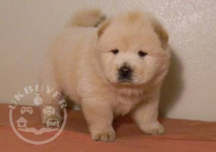 Gorgeous chow chow  puppies playful puppies