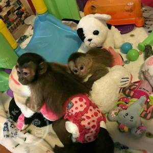 Beautiful Male And English Capuchin Monkeys for Christmas And New Year.