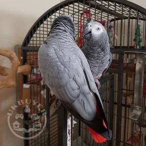 Talking Congo African Grey Parrots For Sale