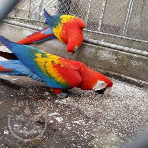 Hand Tamed Scarlet Macaw Parrots For Sale