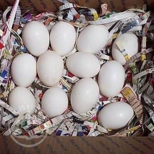 PARROT EGGS FOR SALE - FERTILE EXOTIC BIRD EGGS FOR SALE