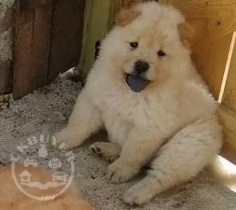 adorable,chow chow ready for sale