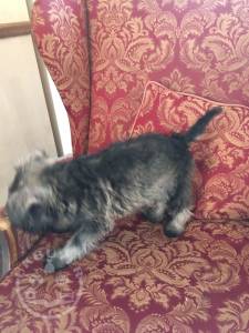 Miniature Schnauzer Puppies for sale