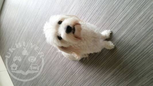 Fluffy white Maltese pups