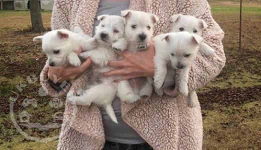 West Highland White Terrier